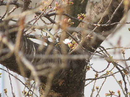 sx730hs202503271270a.jpg