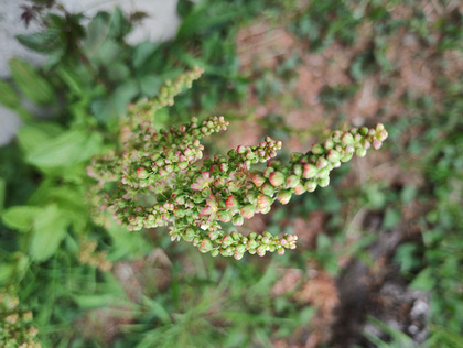 g52j_20250420_164705811a.jpg